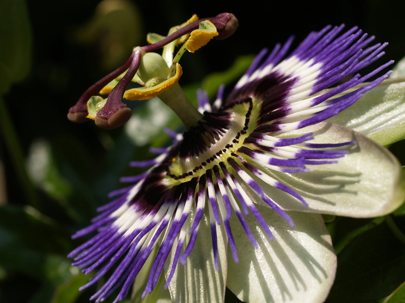 Passiflora