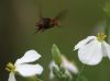 Fly-Fly