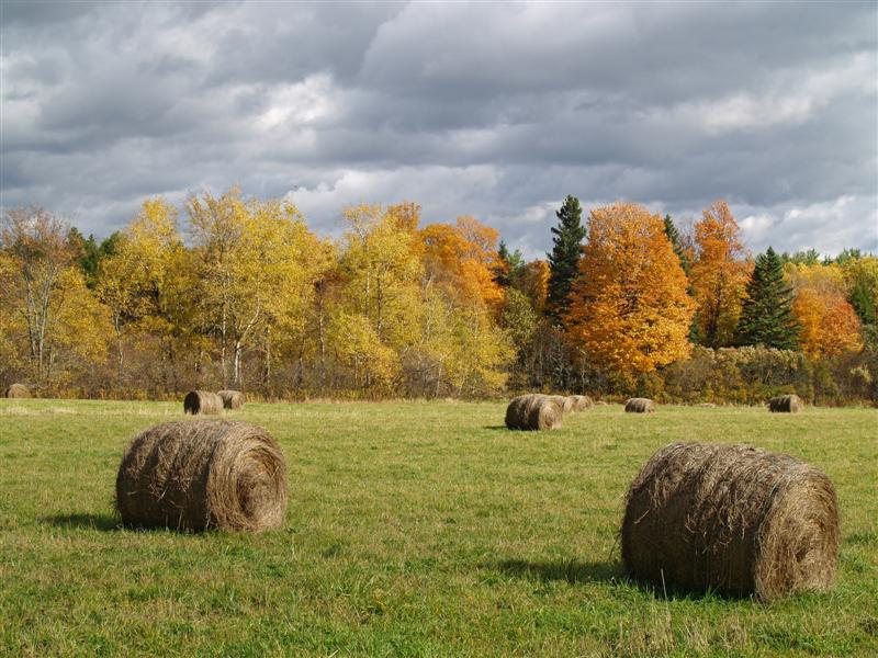 hay bales