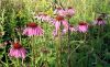 purple coneflowers
