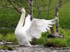 swan
