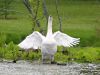 swan defending nest