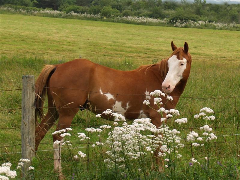 horse in field