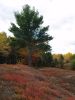 tree in blueberry field: fall.