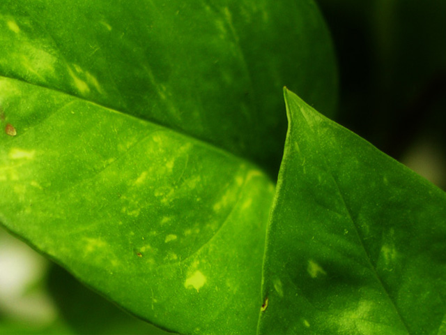 Grean Leaf