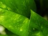 Grean Leaf by Nino Rivas