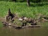 Mother Goose