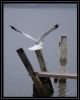 Seagull