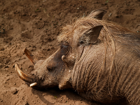 Getting close to pumba