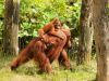 Out for a walk with mum by Hans Koren