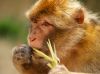 portrait of a berbermonkey by Hans Koren