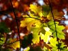 autum leaves 1 by Hans Koren