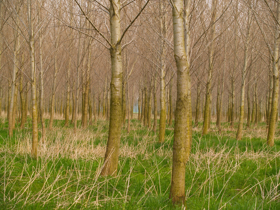 seeing a tree trough the forrest