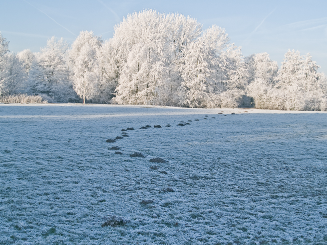 trail of the moll