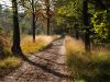 autumwalk by Hans Koren