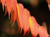 autum leaves 2 by Hans Koren