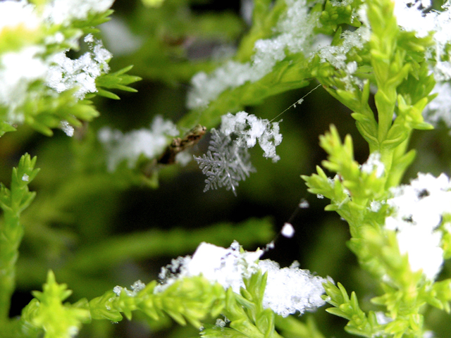 solemn snowflake