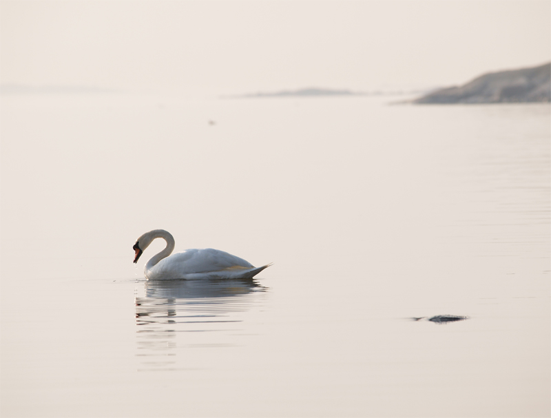 Solitude (2)