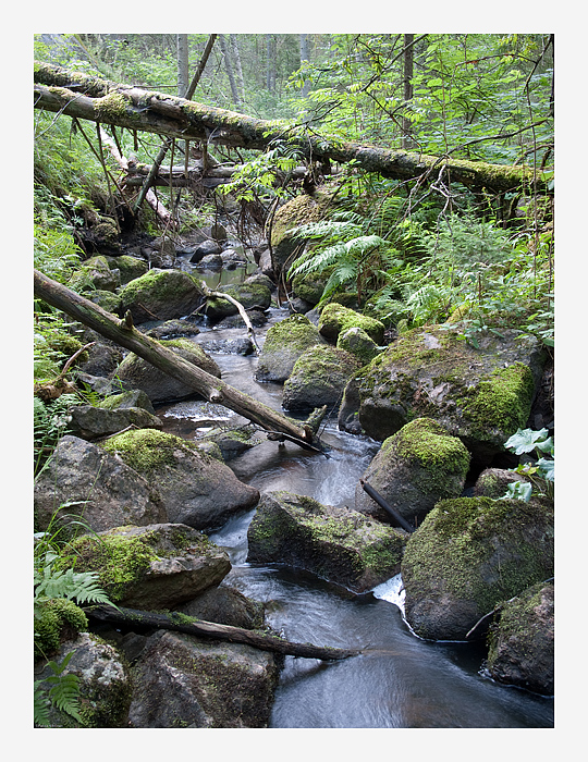 Scenes from Nuuksio