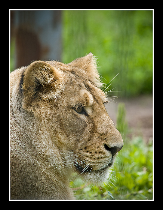 A Day at Helsinki Zoo 2