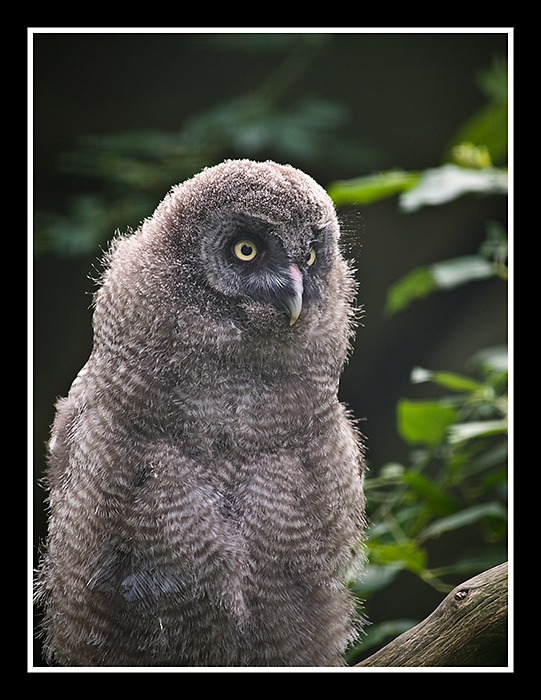 A Day at Helsinki Zoo 3