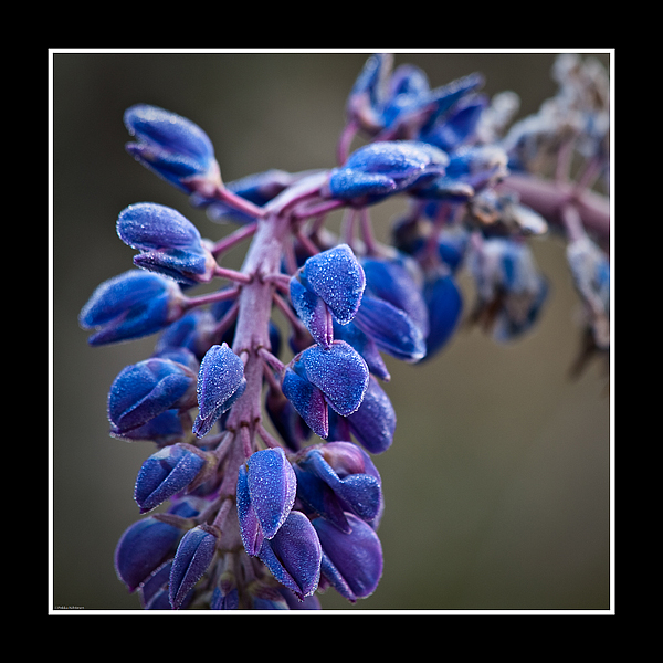 Autumn Blue