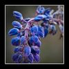 Autumn Blue