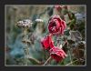 Autumn Rose 2 (2) by Pekka Nihtinen