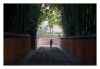 Bamboo Shadow Path by Pekka Nihtinen