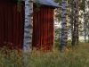 Barn and birches