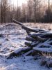 Ensilumi (First snow)