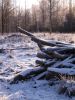 Ensilumi (First snow) by Pekka Nihtinen