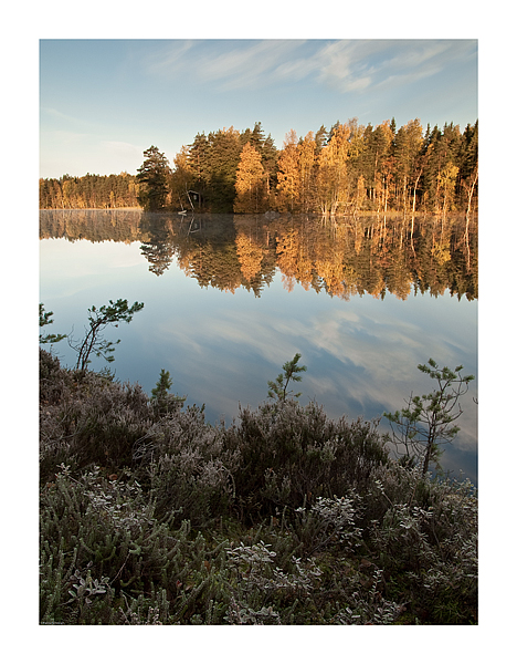 Fisktrsk Morning