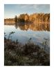 Fisktrsk Morning