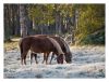 Frozen breakfast grass by Pekka Nihtinen