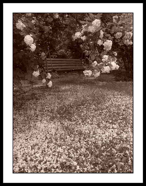 Garden in a dream