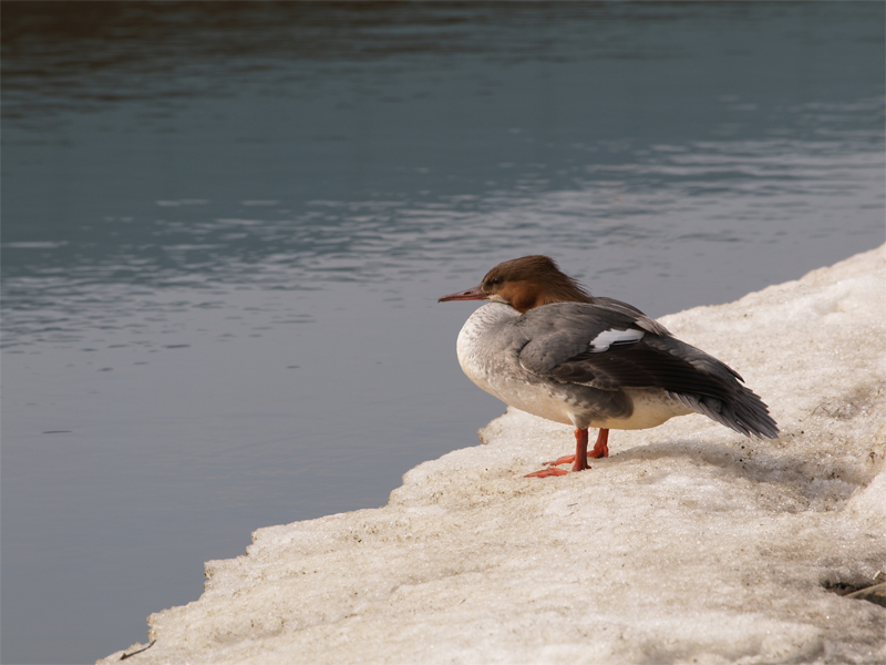 Mergus merganser