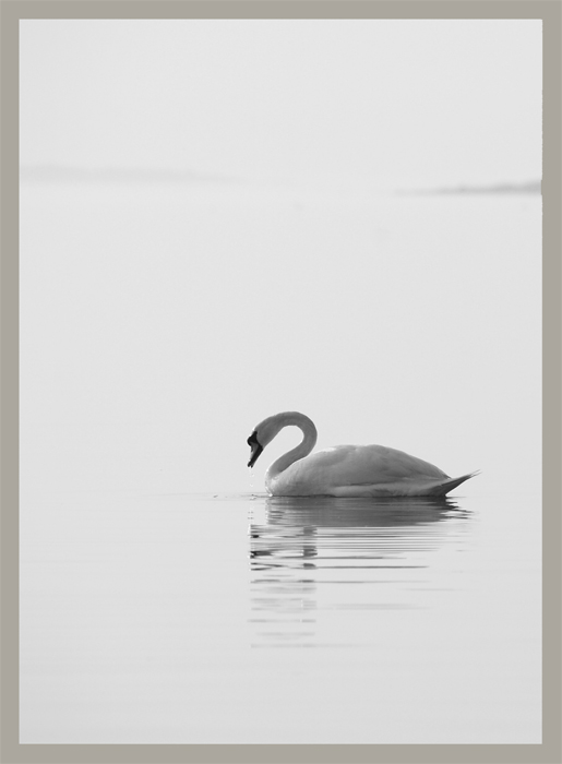 Swan