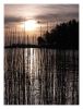 Reeds and rising sun