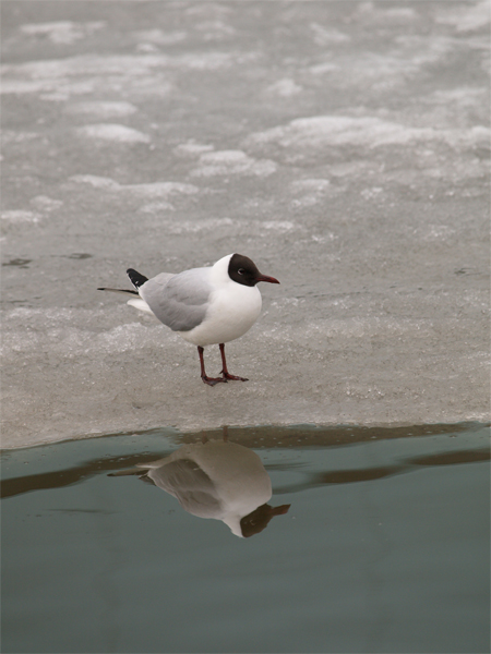 Larus ridibundus