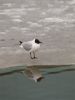 Larus ridibundus by Pekka Nihtinen