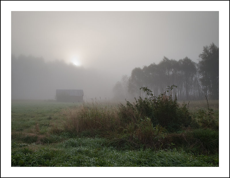 Misty Meadow Morning