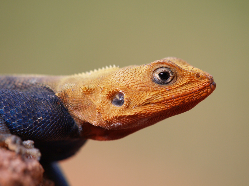 Lizard?s head