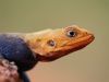 Lizard?s head