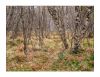Ruska