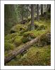 In Autum Forest