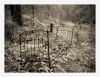 Forest Bed