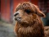 Portrait of a lama by Pekka Nihtinen