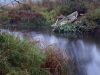 Rainy morning by a river