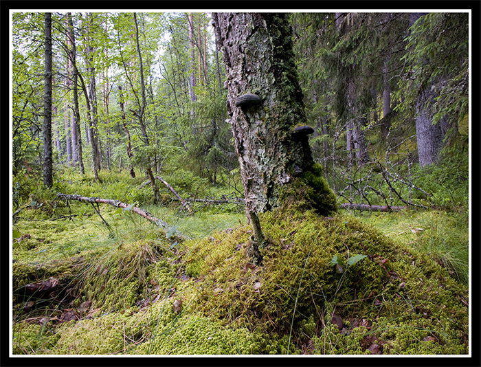 Old Birch